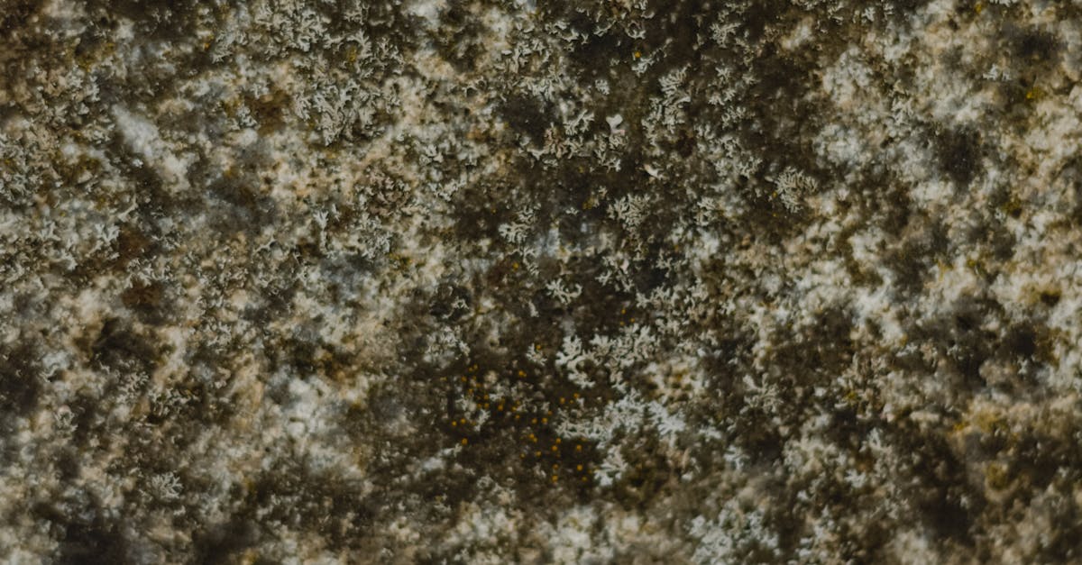 Biocide Application Techniques for Different Surface Types