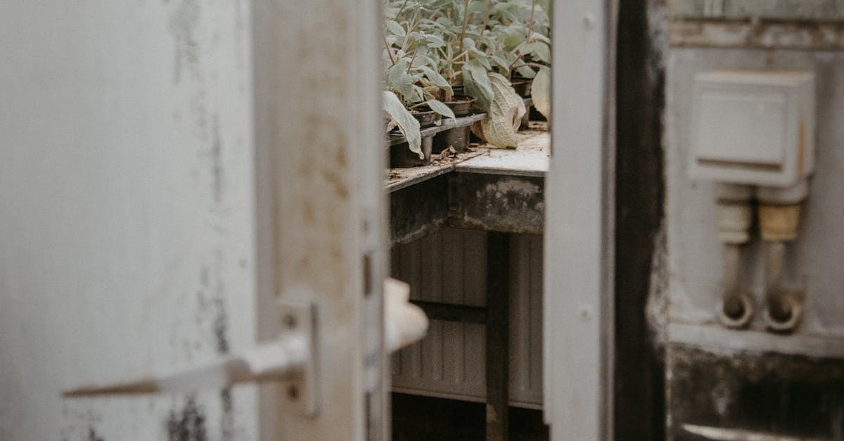 Safe Application of Biocides in Residential Mould Remediation