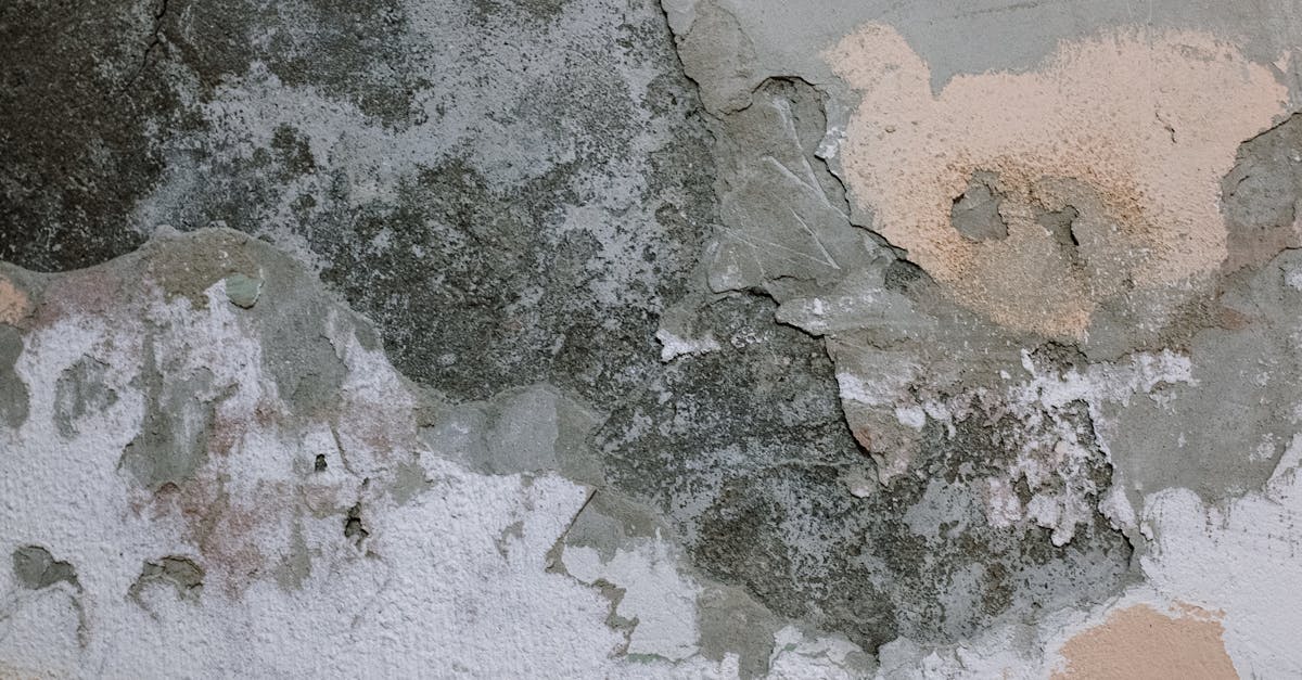 Seasonal Maintenance Tips to Prevent Mould Growth
