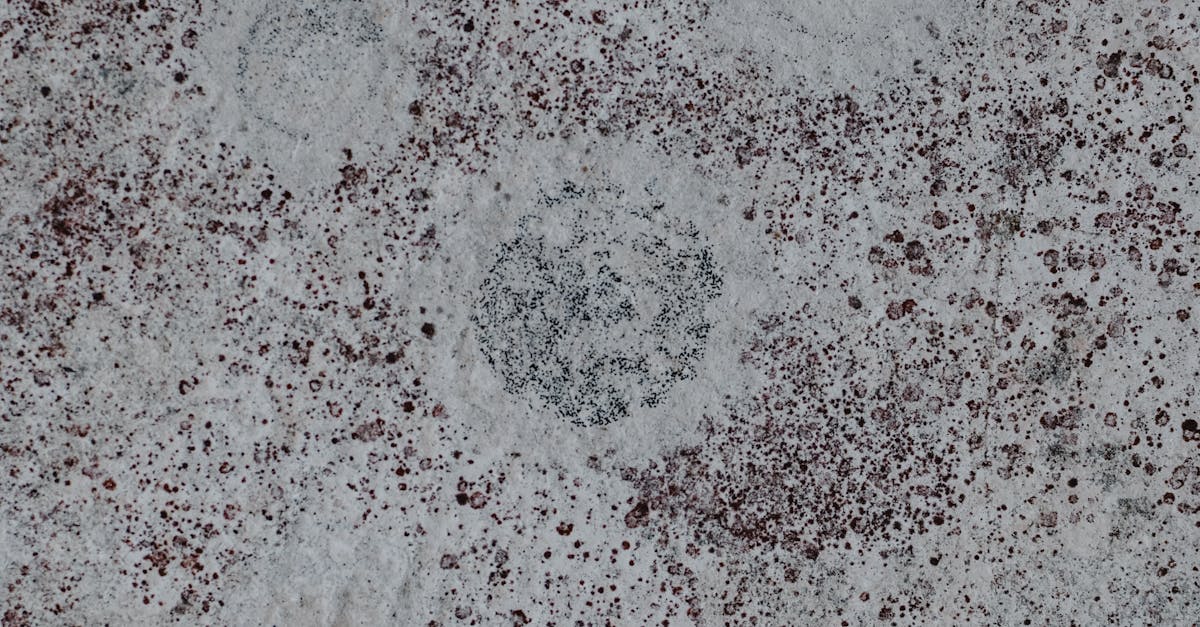 Selection Criteria for Effective Biocides in Mould Control